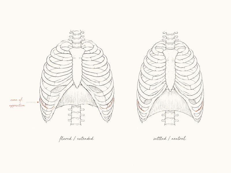 Two ribcages side by side: flared and extended on the left versus settled and neutral on the right, with the zone of apposition labeled