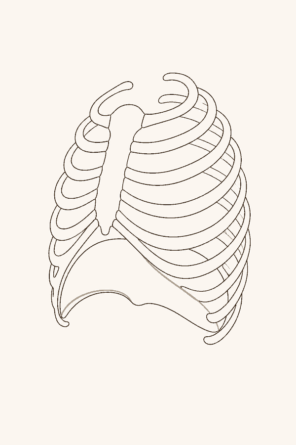 The diaphragm seated under the rib cage — the resting position a new default is built on