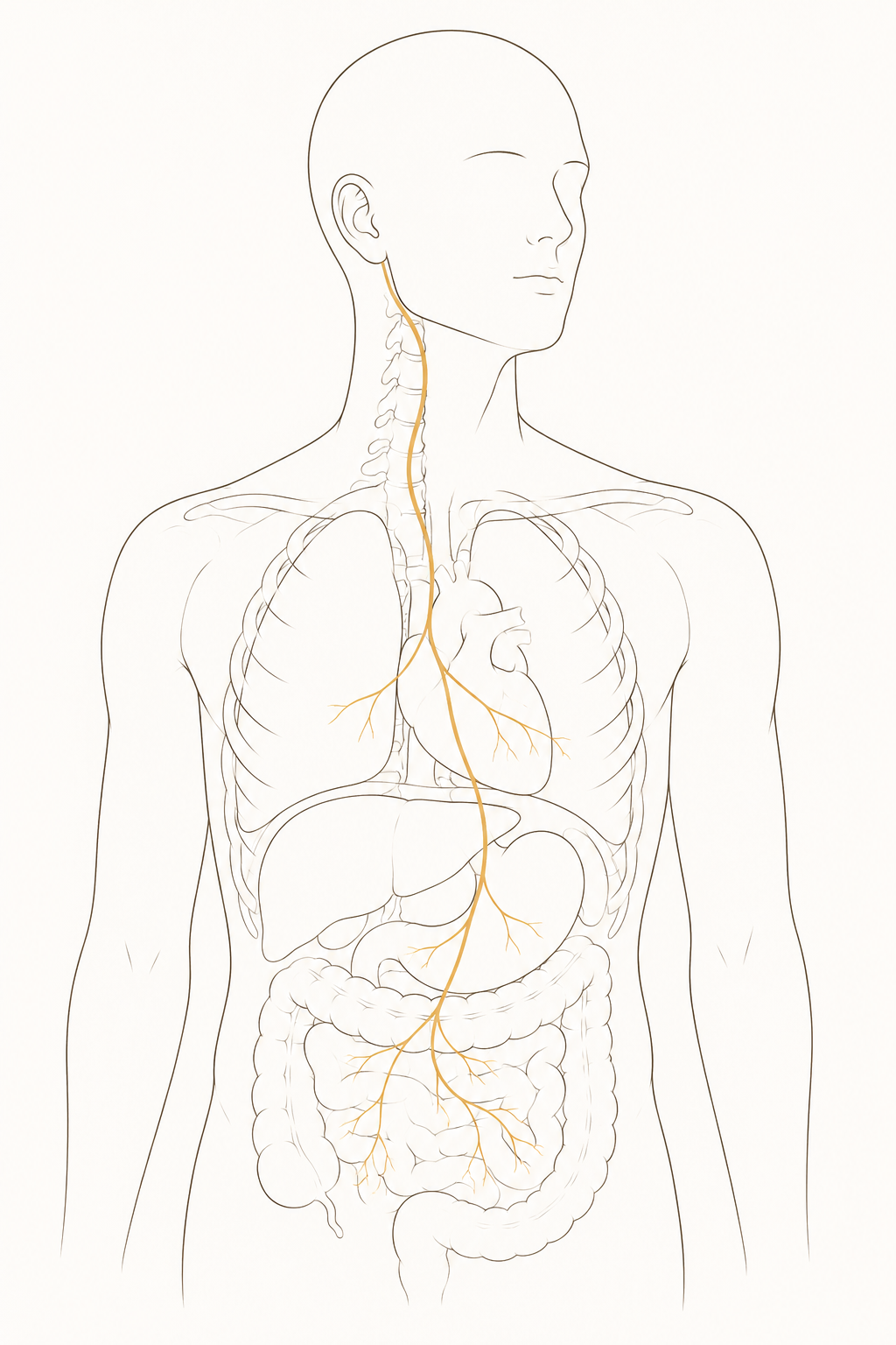A single long nerve descending from the base of the skull and branching gently to the heart, lungs, and abdomen