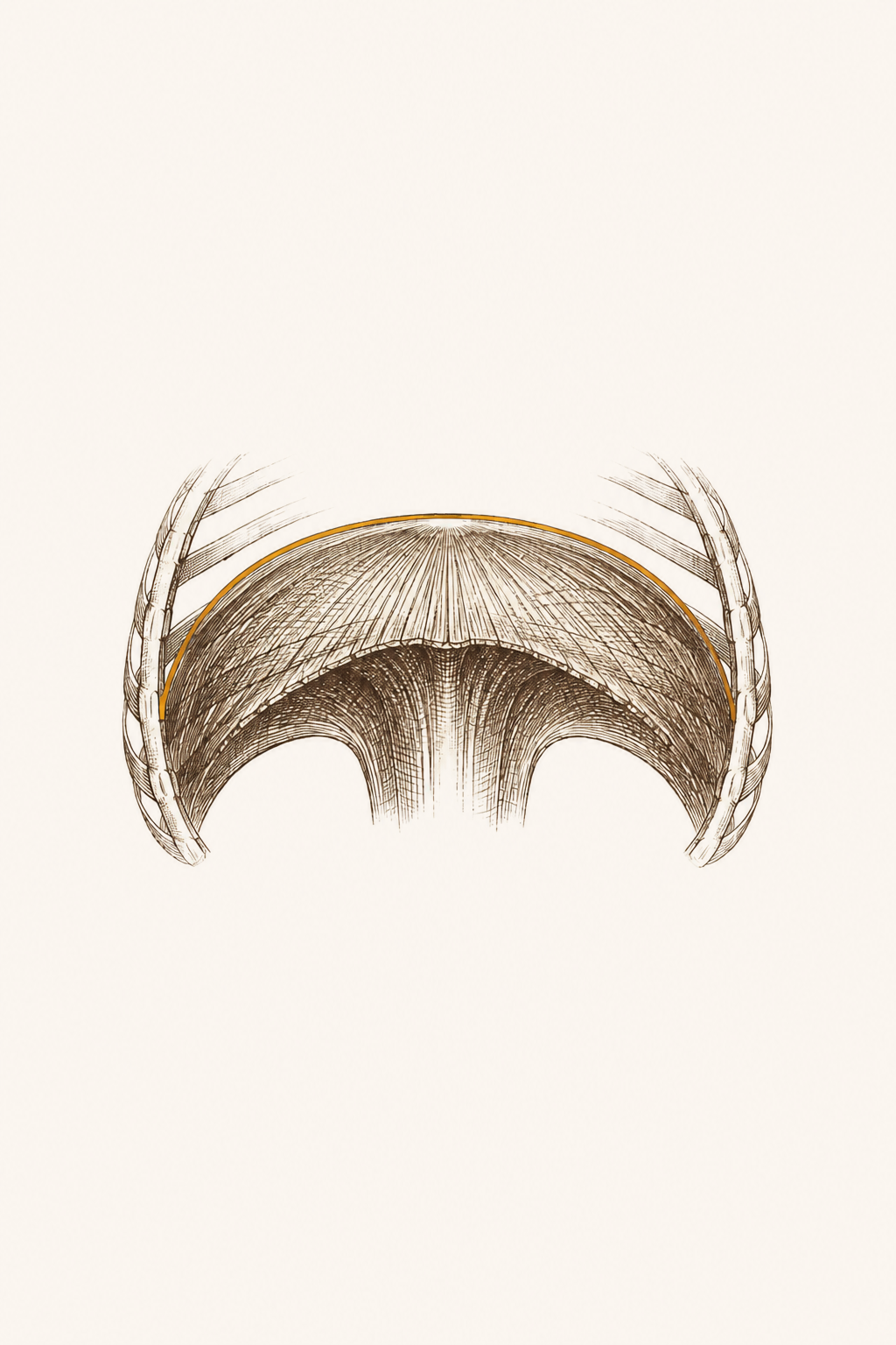A dome-shaped muscle sitting well inside a curved rib structure, with one clean breath line flowing through it