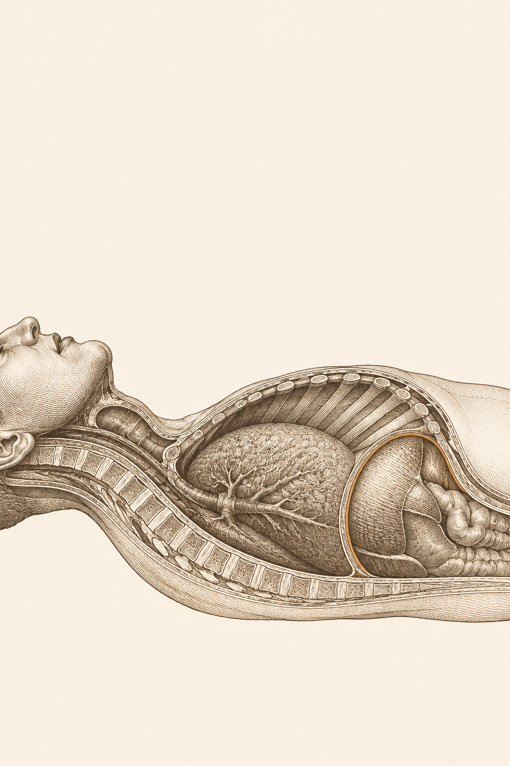 Cross-section of the torso at rest — the diaphragm domed, the ribcage settled, the system in a position to recover