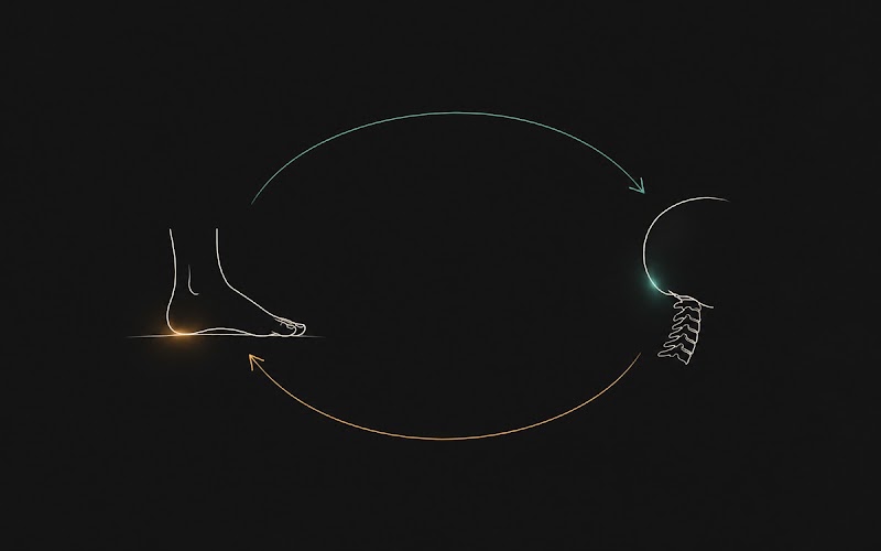 A foot and a cervical spine connected by two curved arrows forming a feedback loop