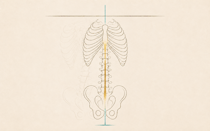 Full skeletal view of ribcage, pelvis, and spine from front and side, with teal reference lines and gold spine accent, showing structural alignment from multiple angles